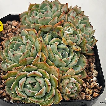 Korean Succulents [ttowayu] [ttowayu] 1