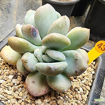 Pachyphytum cv Frevel Korean Succulents 0143 1