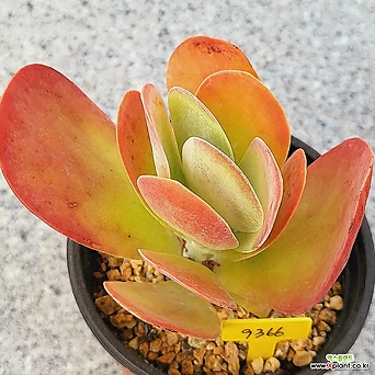 Kalanchoe thyrsiflora Korean Succulents 9366 1