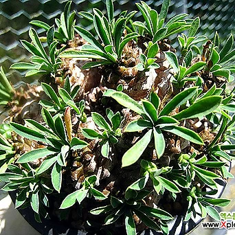 Euphorbia Gabizan Korean Succulents 0502-1 1
