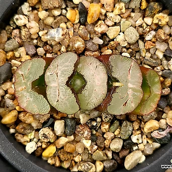 Haworthia truncata Korean Hworthia 54-7 1