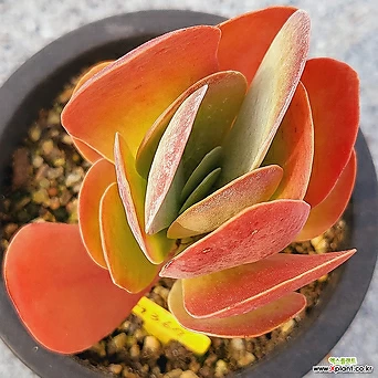 Kalanchoe thyrsiflora Korean Succulents 9367 1
