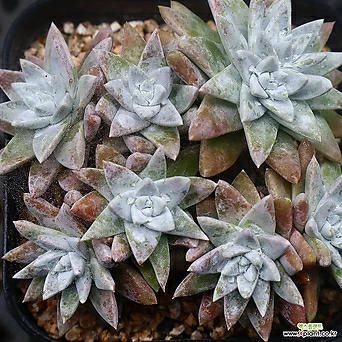 Pachyveria glauca Korean Succulents 5-16 1