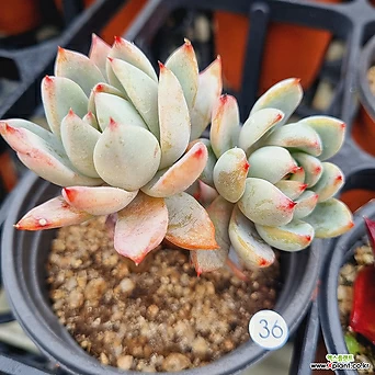 女美月 多肉植物 - Xplant 