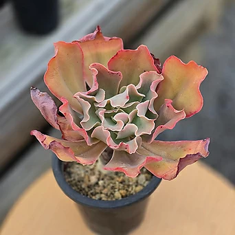 高砂之翁 多肉植物 - Xplant