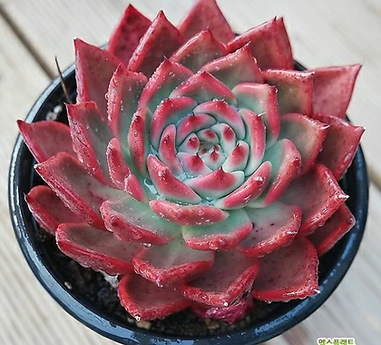 레드다이아몬드 0112-23 Succulents - Xplant