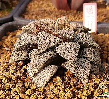 実生継　砂王女　旧イスラヤ属　サボテン 実生継 砂王女 旧イスラヤ属 サボテン