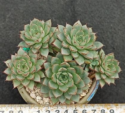 Echeveria Fox star - xplant