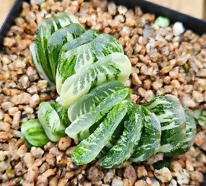 Haworthia seiko nishiki Succulents - xplant