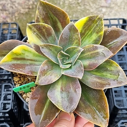 Echeveria outlet Gibbiflora Metalica Variegated with Long Stem Ultra Rare Succulents Imported from Korea - 0025