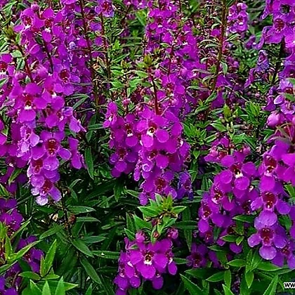 Angelonia flowers store