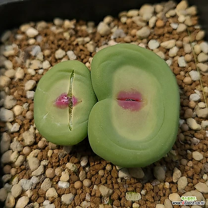 conophytumpageaessp(파가에)서브리즘 conophytum pageae ssp 