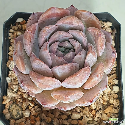 2542Echeveria Amazing Grace 2542 多肉植物- xplant