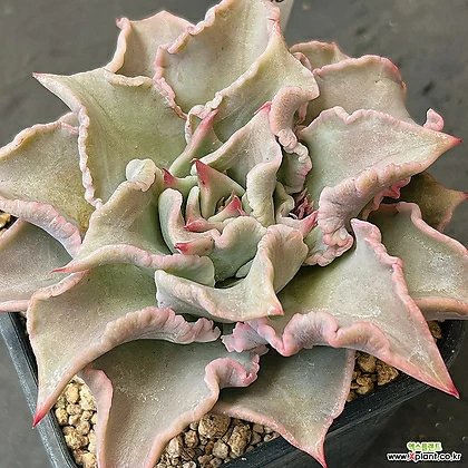 Echeveria Madiba 0616-208 Succulents - xplant