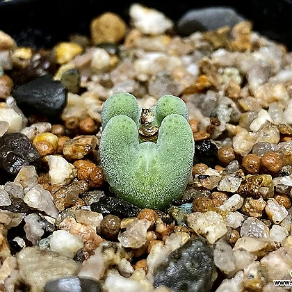 コノフィツム ビロバム EA272 (Conophytum bilobum, EA272) ２頭株 - 観葉植物