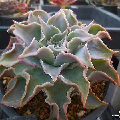 Echeveria Madiba(大)6/23-475 6/23-475 多肉植物 - xplant