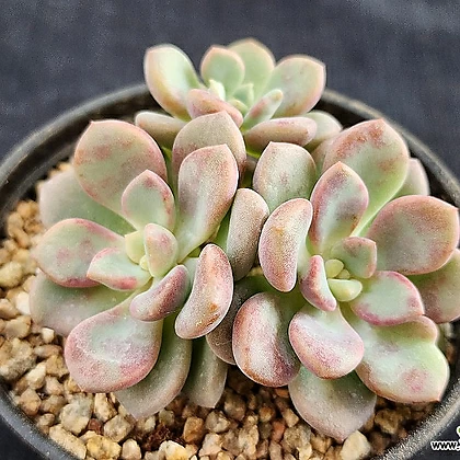 Echeveria Amor Fati148 148 多肉植物- Xplant