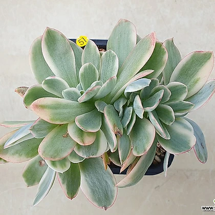 Echeveria Julia缀化金 多肉植物 錦 - Xplant