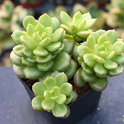 사과꽃 군생 C9459 Succulents - Xplant