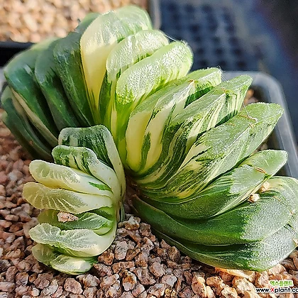 Haworthia seiko nishiki 963