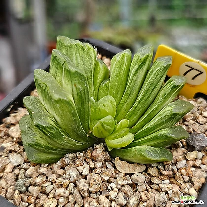 Hworthia -77 -77 Haworthia - xplant