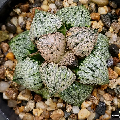 Haworthia picta 57-77 Haworthia - Xplant