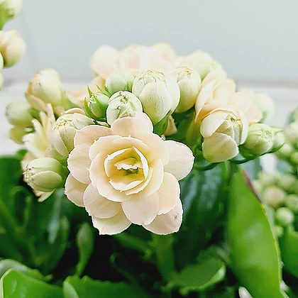 White kalanchoe deals