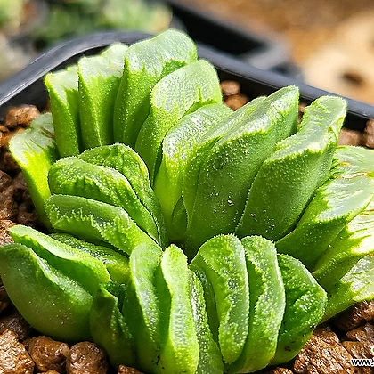 Haworthia seiko nishiki 110 935 Haworthia Xplant