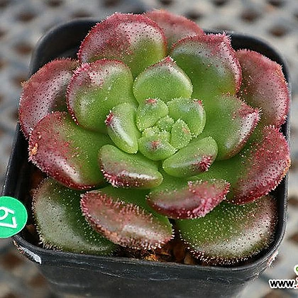 Echeveria Carol 4-67 Succulents - xplant