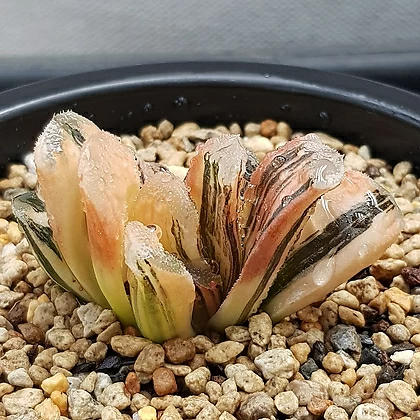 Haworthia seiko nishiki Haworthia Xplant