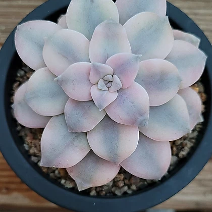 Graptopetalum Pentandrum popular Superbum Imported from Korea