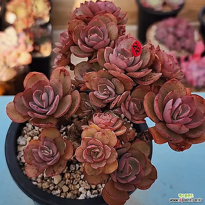 Echeveria Suyon 1207-222 Succulents - xplant