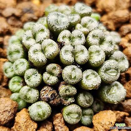 Crassula namaquensis ssp. comptonii1213-14 1213-14 コノフィツム - Xplant