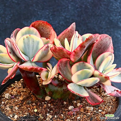 중大品Echeveria Julia金컷팅群生1 1 多肉植物 錦 - xplant