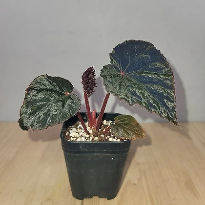 Begonia U485 outlet