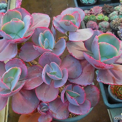 Echeveria high quality Opal moon