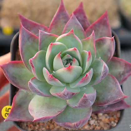 Casio Echeveria Succulents 0106-35 Variegated - xplant