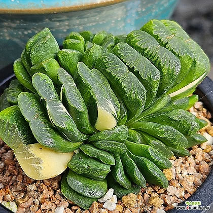 Haworthia seiko nishiki Korea Succulents 0116 78 Variegated Xplant