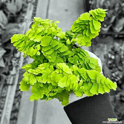 아디안텀 sp 고사리 양치식물 반려식물 실내식물