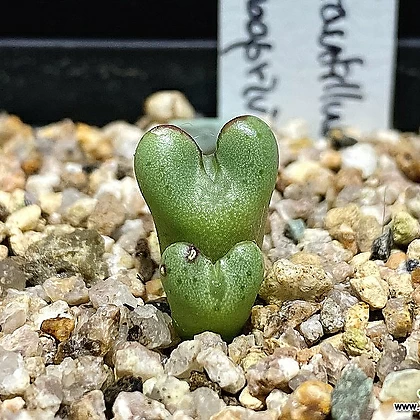 Conophytum tantillum
