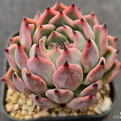 Echeveria Jackal 3-167 3-167 多肉植物 - Xplant