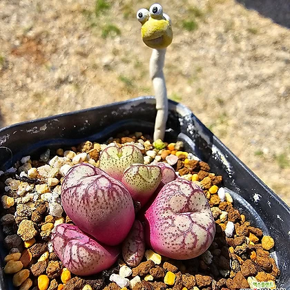 Conophytum ficiforme worcester(white flower) 7+ Conophytum - Xplant