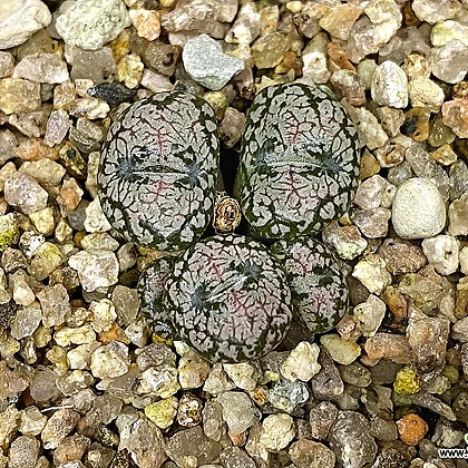 Conophytumcomptoniihyb.-5头(Conophytum SppCrassula namaquensis ssp.  comptonii交配宗8.18) Conophytum comptonii hyb.-5 コノフィツム - Xplant